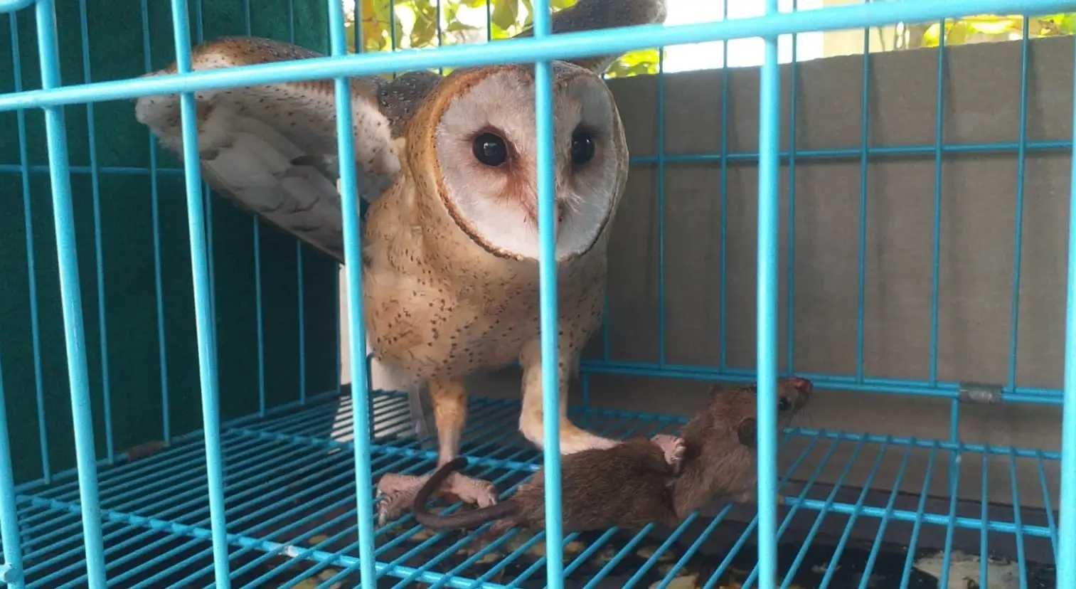 Mengenal Burung Hantu Tyto Alba Pengendali Alami Hama Tikus