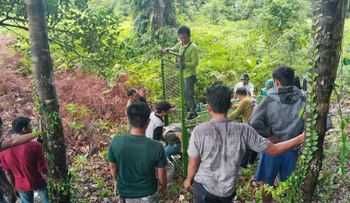 Habitatnya di Hutan Rusak, Harimau Serang Warga di Mukomuko Bengkulu