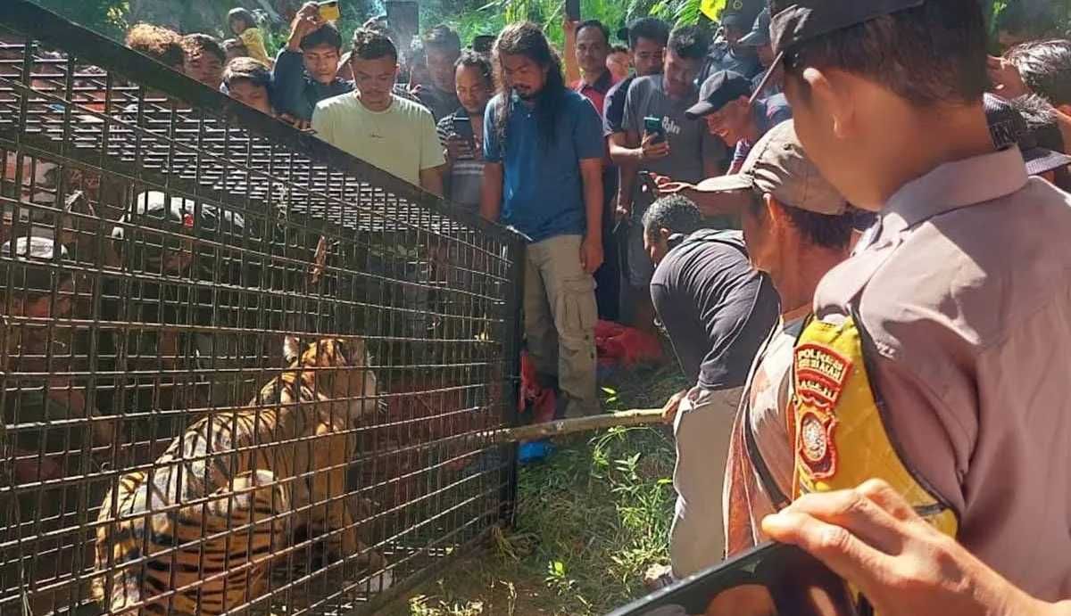 Harimau Sumatra Masuk Kandang Perangkap Warga di Aceh Selatan