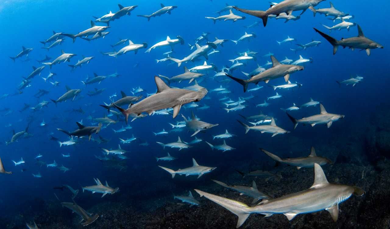 42 Spesies Diusulkan Masuk Daftar Konservasi Internasional