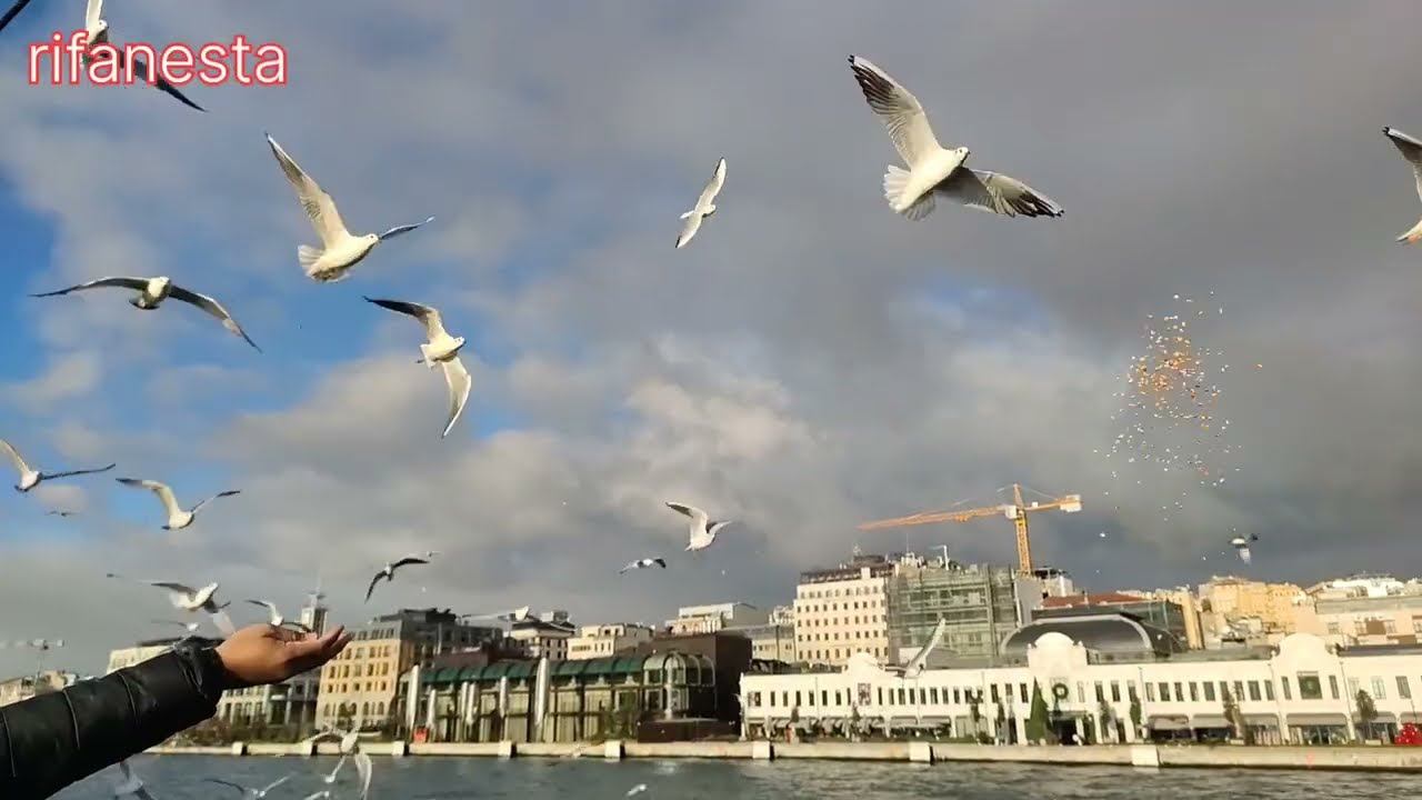 Cara Kota Istanbul Menjadi Tempat Aman Bagi Burung-burung Migran