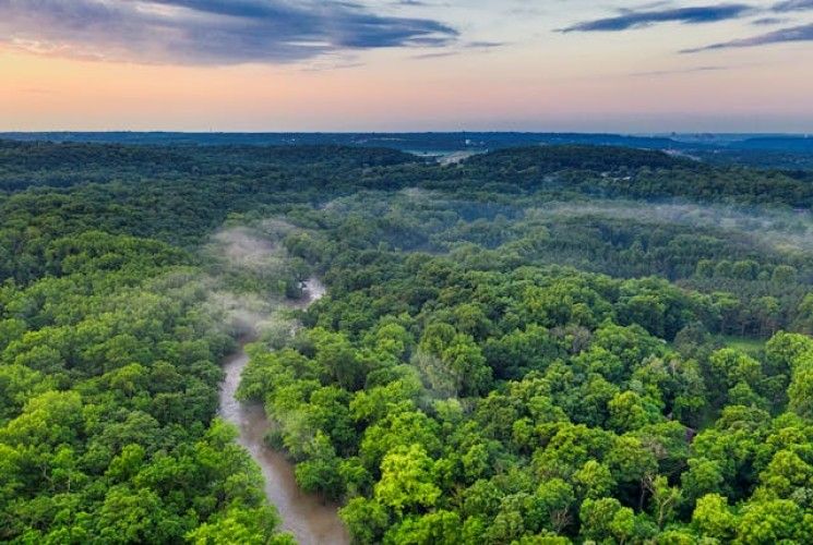 Mengenal Lima Hutan Hujan Tropis Terluas di Dunia, Semua Dalam Ancaman Deforestasi