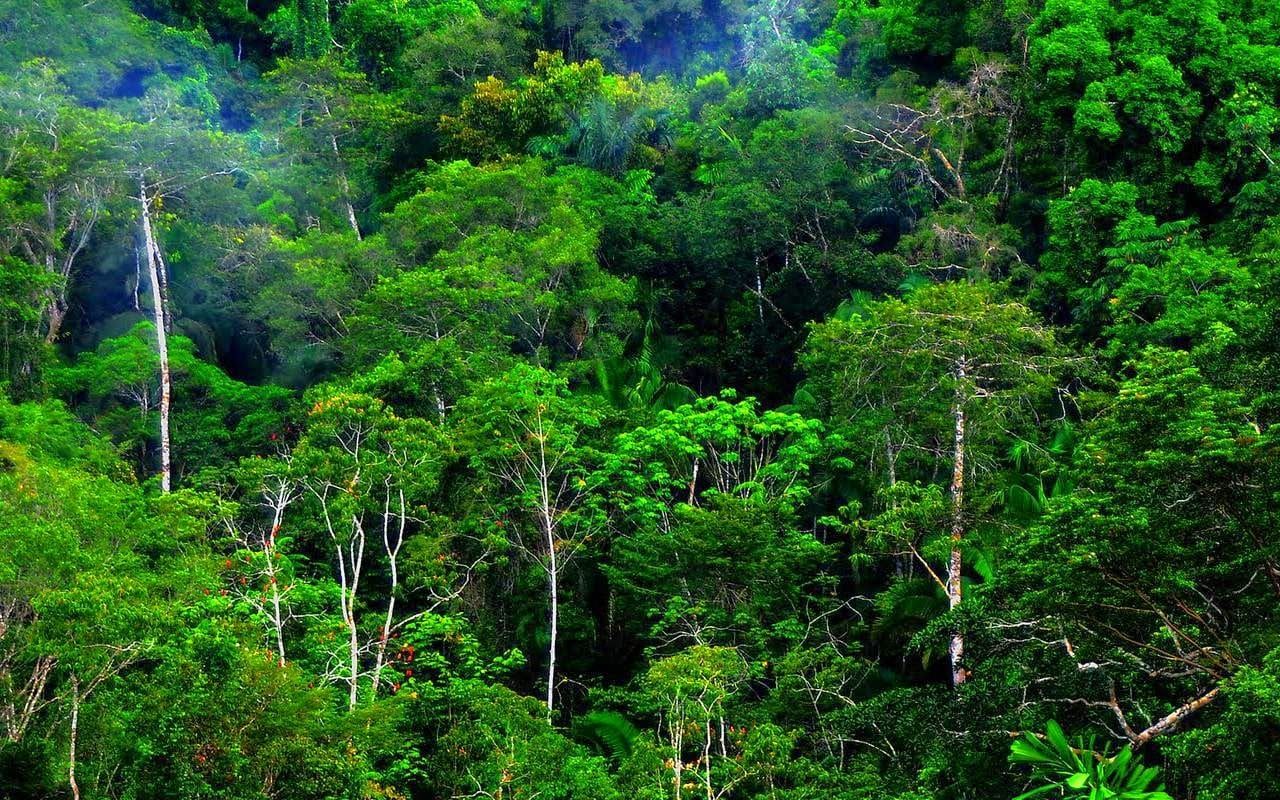 Manfaat Ekonomi Penebangan Secara Berencana di Hutan Tropis