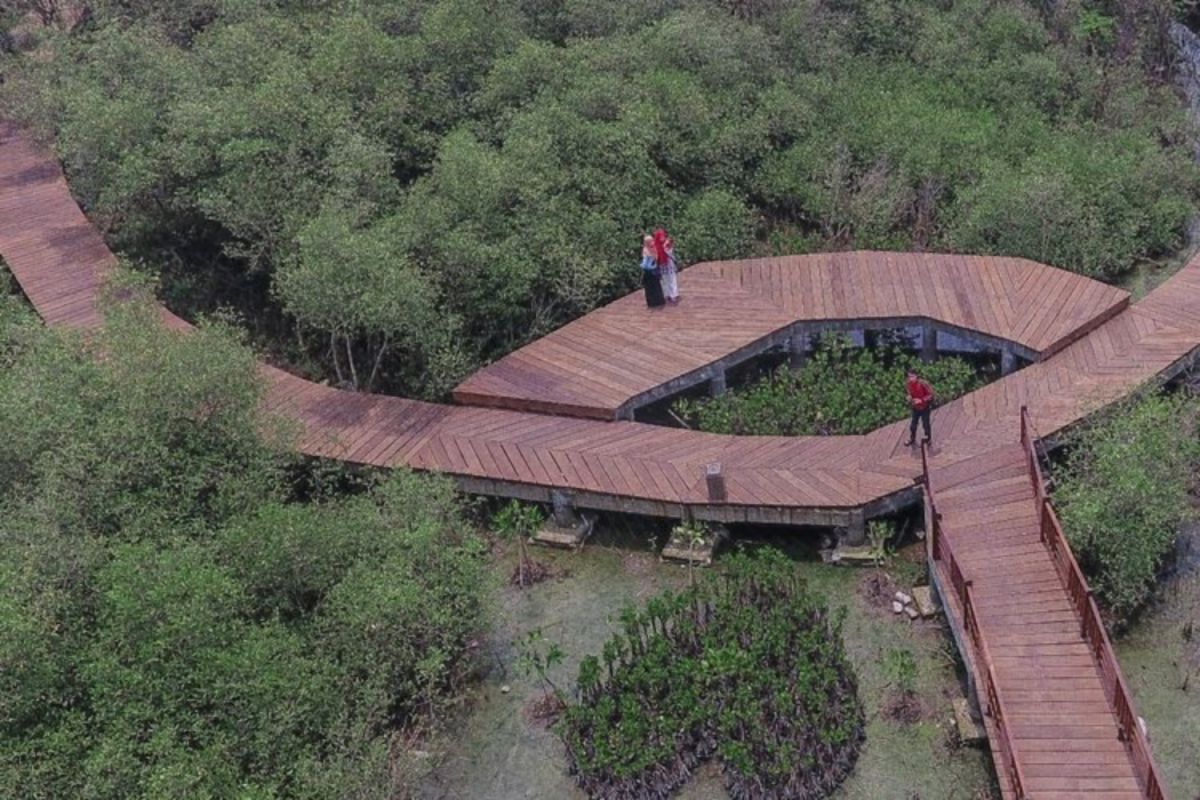 Kenali Beragam Jenis Tanaman Bakau di Kebun Raya Mangrove Surabaya