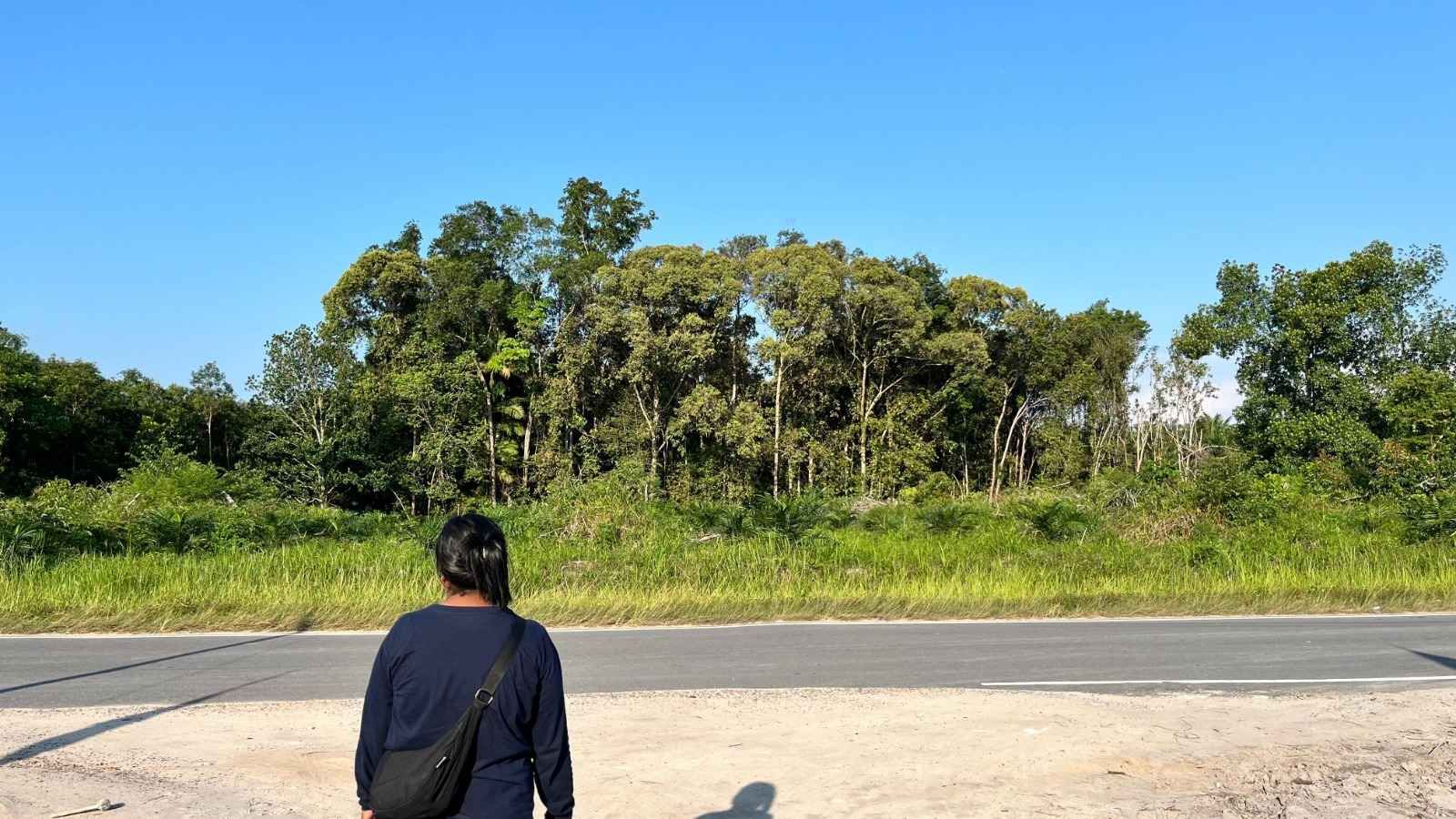 UNEP: Dana untuk Konservasi Hutan Global Tidak Mencukupi dan Banyak Salah Sasaran