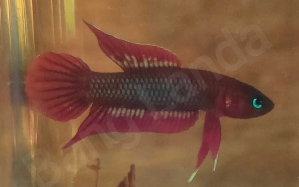 Ikan Tempalak Mirah Terancam Karena Habitatnya Terdampak Perluasan Kebun Sawit