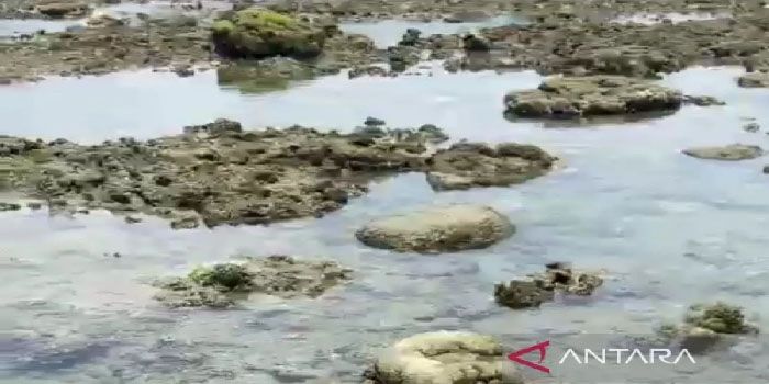 Akibat Gelombang Panas, Terjadi Pemutihan Karang di Perairan Taiwan