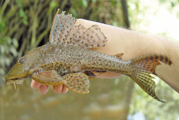 Populasi Ikan Sapu-sapu Meningkat, Tanda Kualitas Air Sungai Kian Tercemar