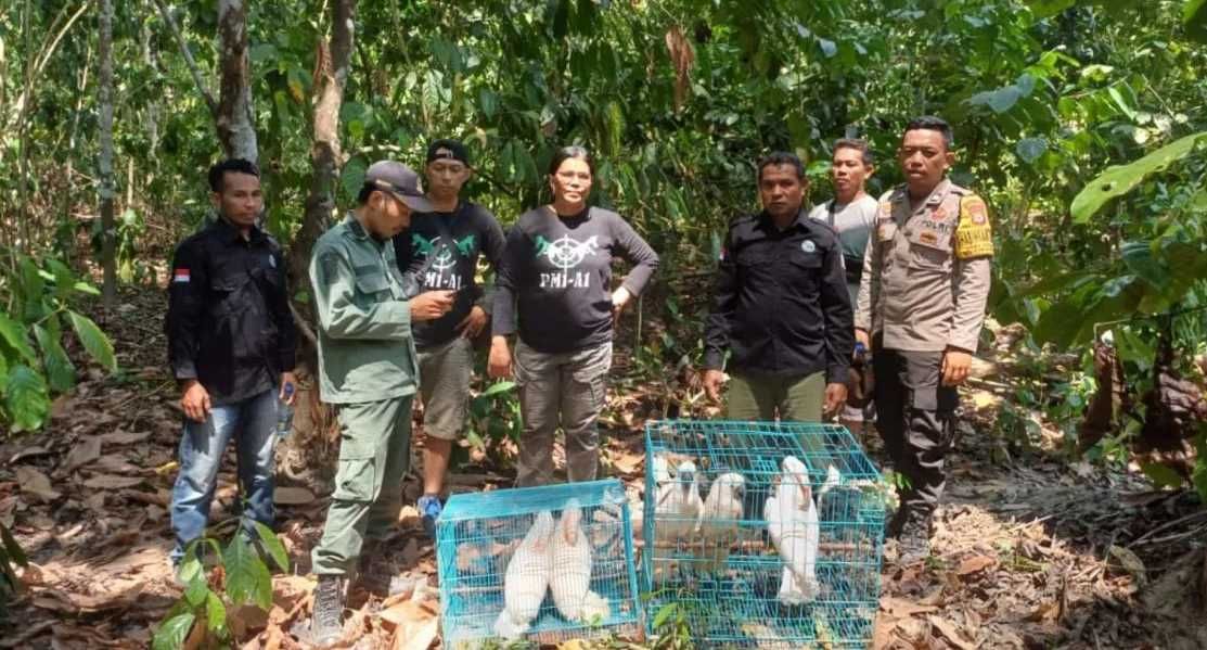 Lima Burung Kakatua Maluku Dilepasliarkan, Populasinya Terus Menurun Akibat Perburuan Liar