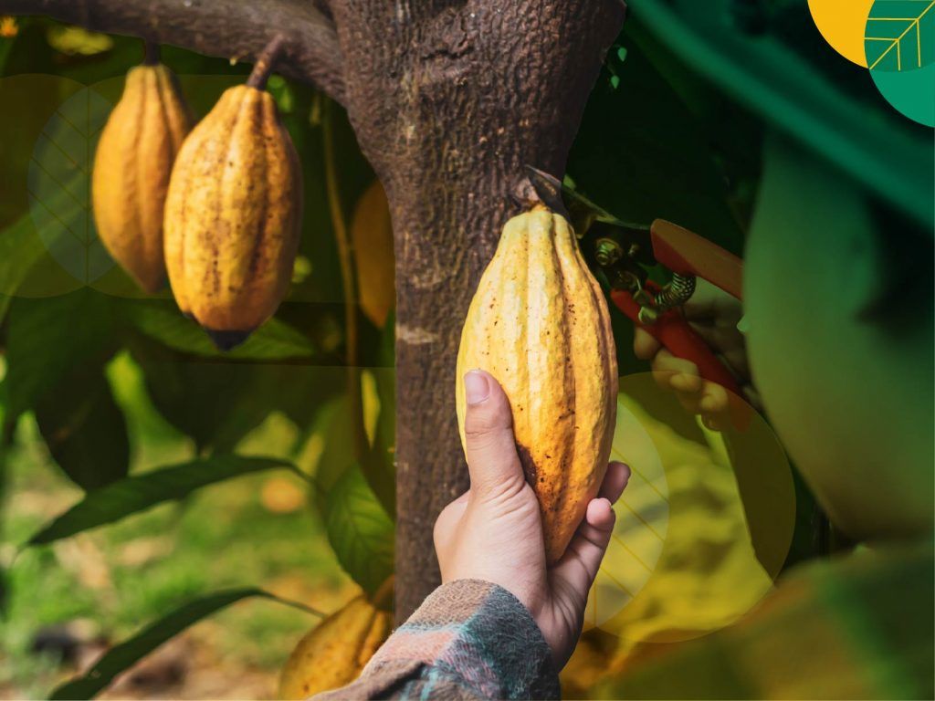 Petani Kakao Dunia Ikut Terpukul Akibat Perubahan Iklim