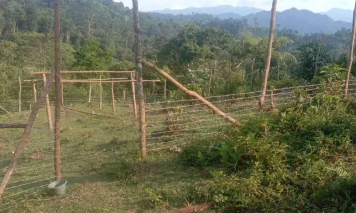 BKSDA Sumbar Bangun Kandang Komunal di Wilayah Rawan Konflik Manusia-Harimau