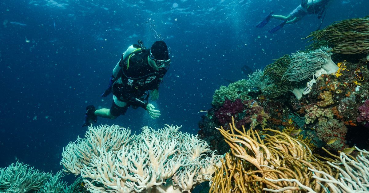 Terumbu Karang yang Rusak Akibat Bom Ikan Sulit Pulih Alami, Bahkan Setelah Puluhan Tahun