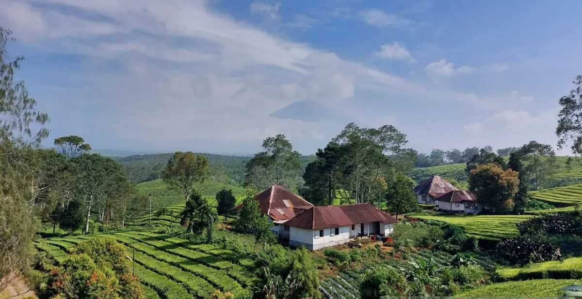 Salah Satu Perkebunan Teh Tertinggi di Dunia Ada di Kaki Gunung Kerinci Jambi, Namanya Kayu Aro