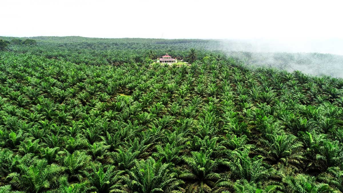 WALHI Ungkap Adanya Kekeliruan dalam Penertiban Kawasan Hutan