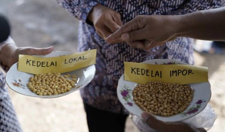 Atasi Ketergantungan pada Kedelai Impor: Tim Peneliti UGM Kembangkan Produksi Benih Kedelai Lokal