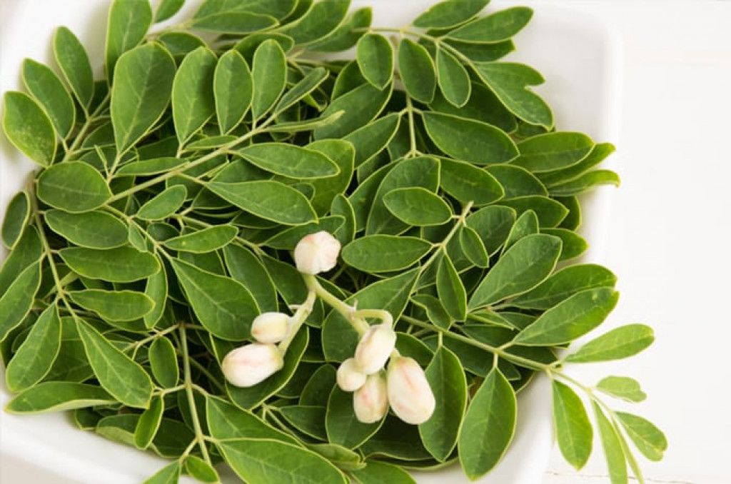 Manfaat Ekonomi dan Kesehatan Daun Kelor