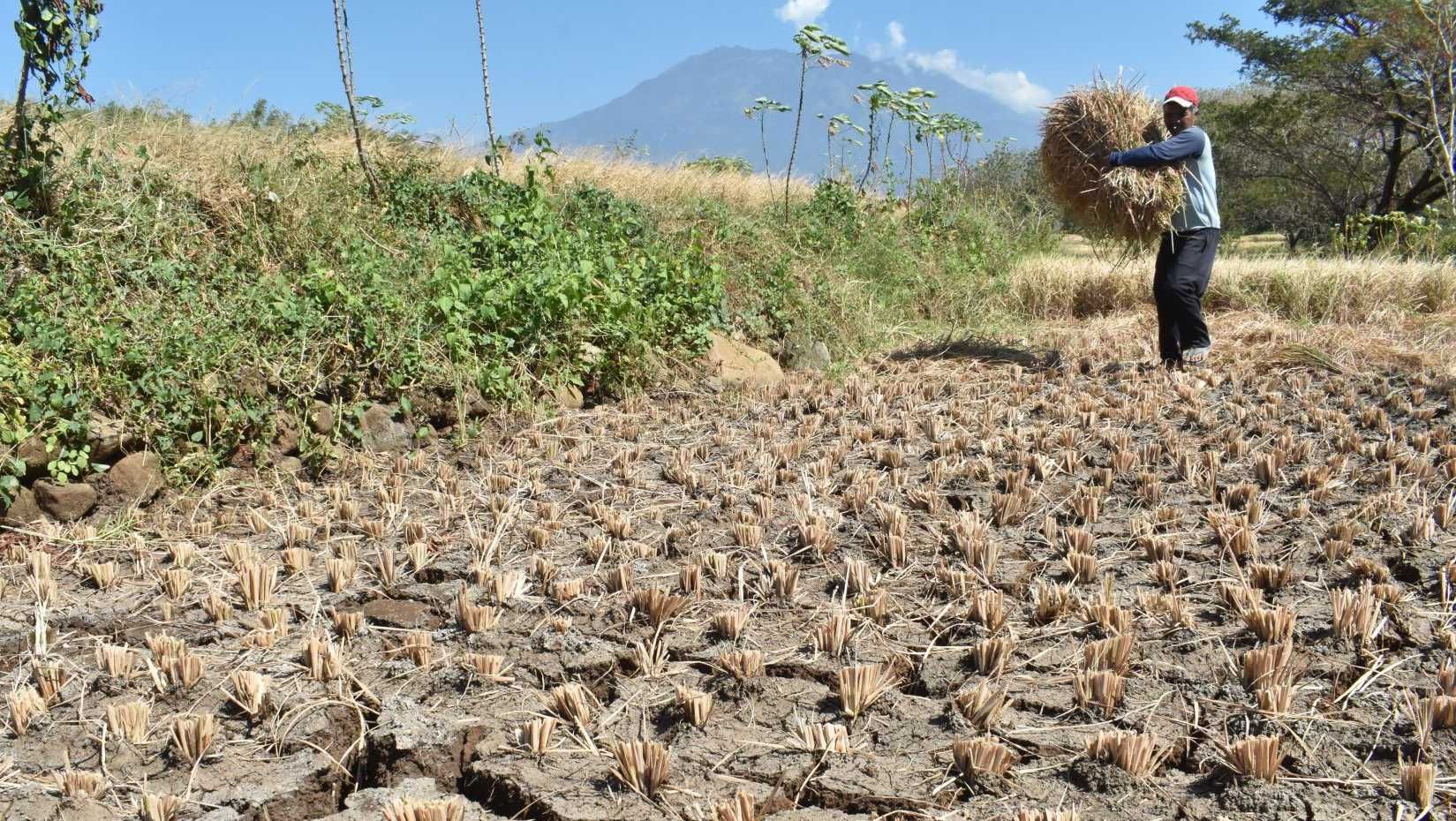 Imbas El Nino, Petani di Banjarsari Ciamis, Jawa Barat Tunda Masa Tanam