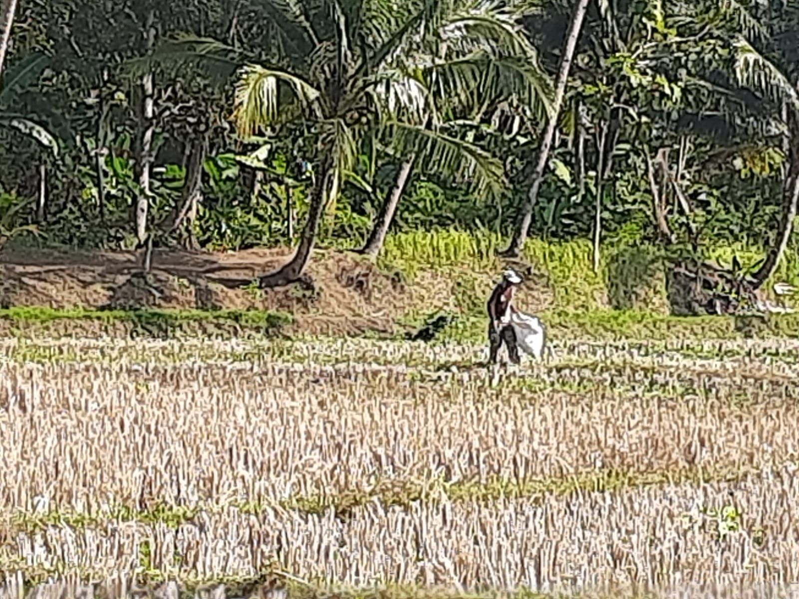 Dampak El Nino, Kekeringan di Bali Meluas