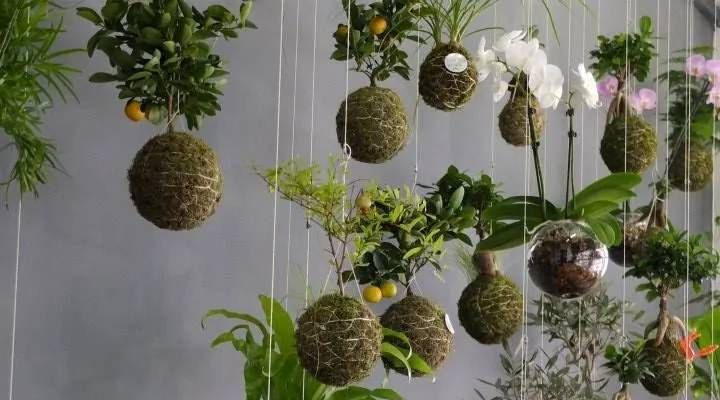 Kokedama, Seni Tanaman Hias Asal Jepang Bentuk Apresiasi pada Ketidaksempurnaan Alam