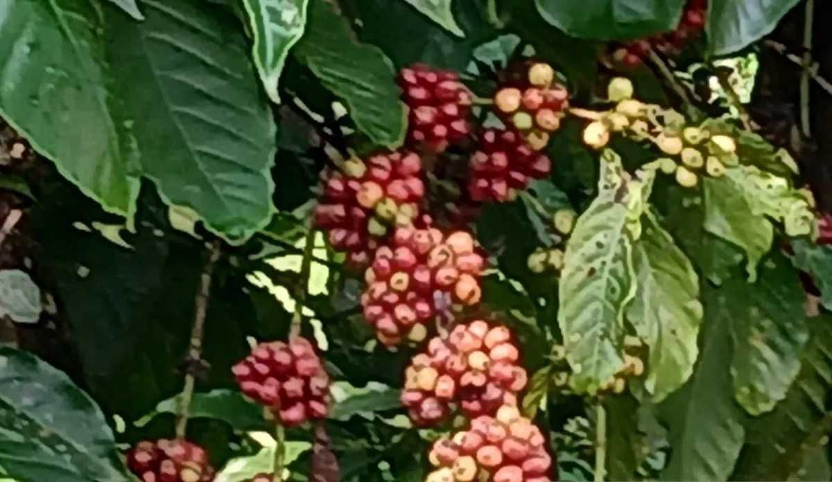 Wisata Kopi: Menelusuri Proses Produksi Kopi dari Hulu ke Hilir
