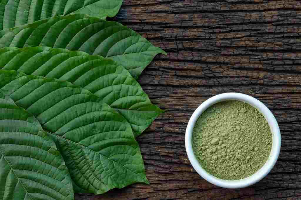 Simpan Sederet Manfaat untuk Kesehatan, Penggunaan Daun Kratom untuk Obat Masih Jadi Kontroversi