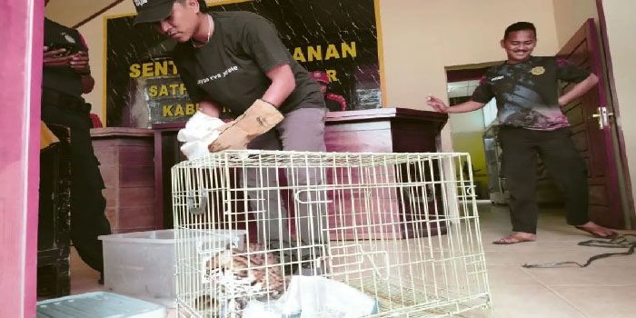 Ada-ada Saja, Kucing Hutan Nyelonong Masuk ke TPS di Sumatera Barat