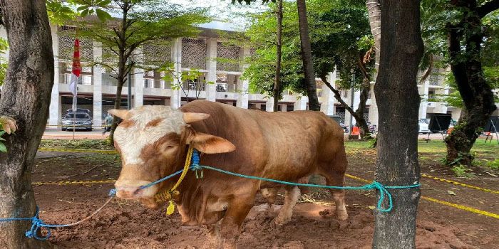 Begini Cara Pengolahan Limbah Kurban yang Ramah Lingkungan di Masjid Istiqlal