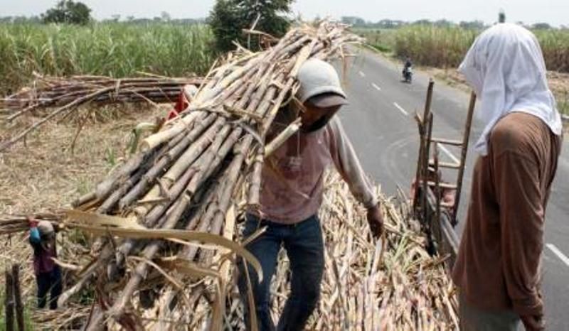 Tata Niaga Gula Belum Memberi Perlindungan untuk Petani Tebu
