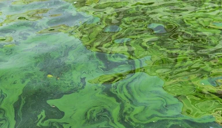 ITB Kembangkan Mikroalga untuk Penangkapan Karbon dan Mitigasi Perubahan Iklim