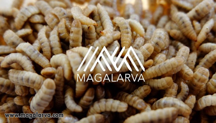 Magalarva dan FoodCycle Ubah Limbah Makanan dan Sampah Organik Jadi Berkah