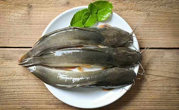 Kaya Nutrisi, BKKBN Kampanyekan Ikan Lele untuk Atasi Stunting