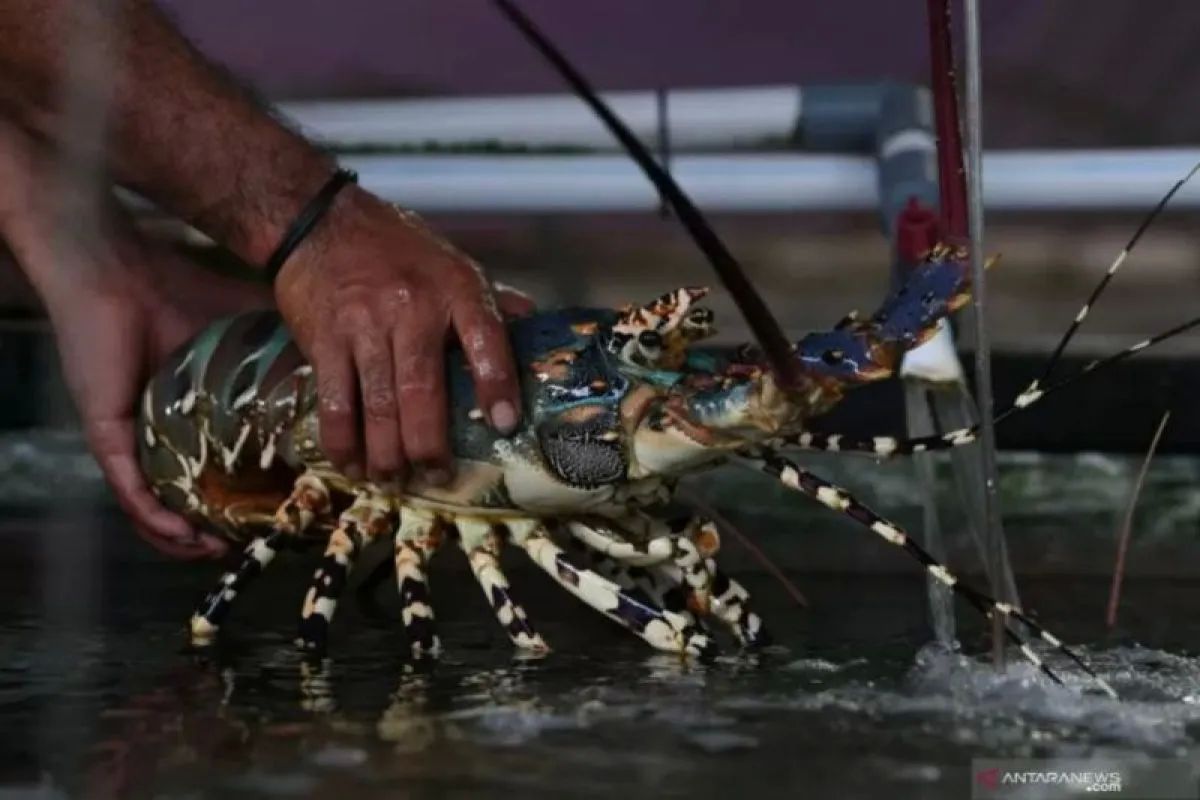 Peneliti UGM Temukan 7 Spesies Baru Lobster Air Tawar di Papua Barat Daya