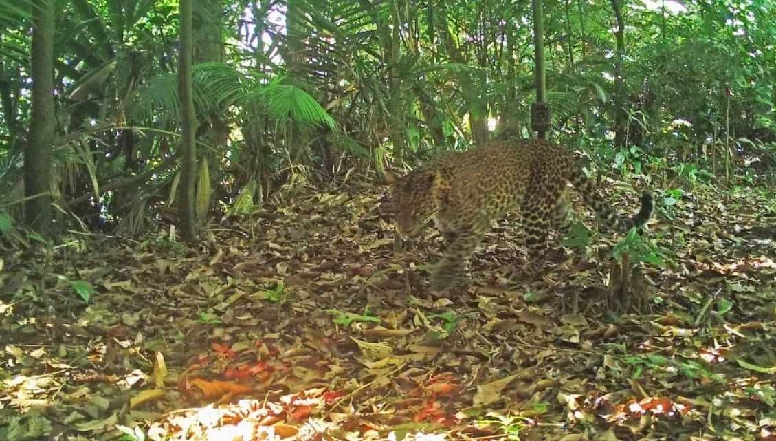 Sepasang Macan Tutul dan Macan Kumbang Terekam CCTV Taman Nasional Gunung Gede Pangrango, Pendaki Diminta Waspada