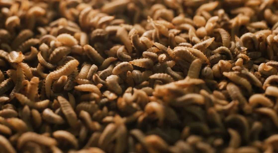 Dinas Lingkungan Hidup DKI Jakarta Luncurkan Marketplace Jual Beli Maggot