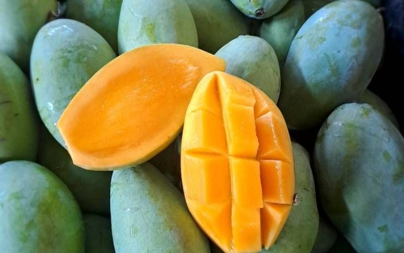 Mangga Bagus untuk Kesehatan, Tapi Berlebihan Mengonsumsi Mangga Juga Ada Bahayanya