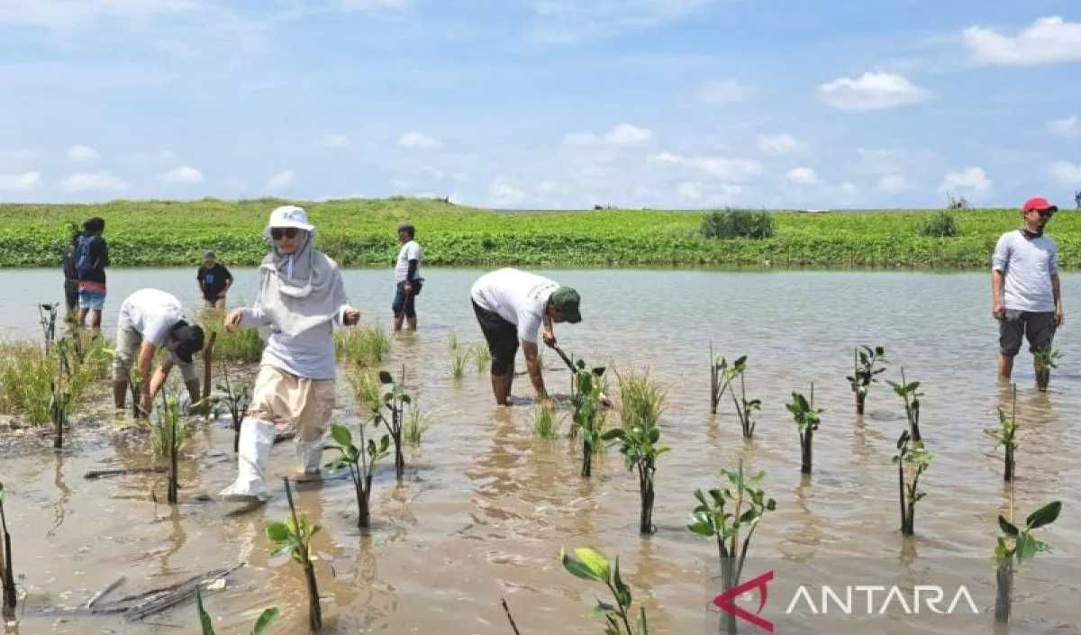 PSN Tambak Udang di Pantura: Dampaknya pada Ekosistem Mangrove dan Masyarakat Pesisir
