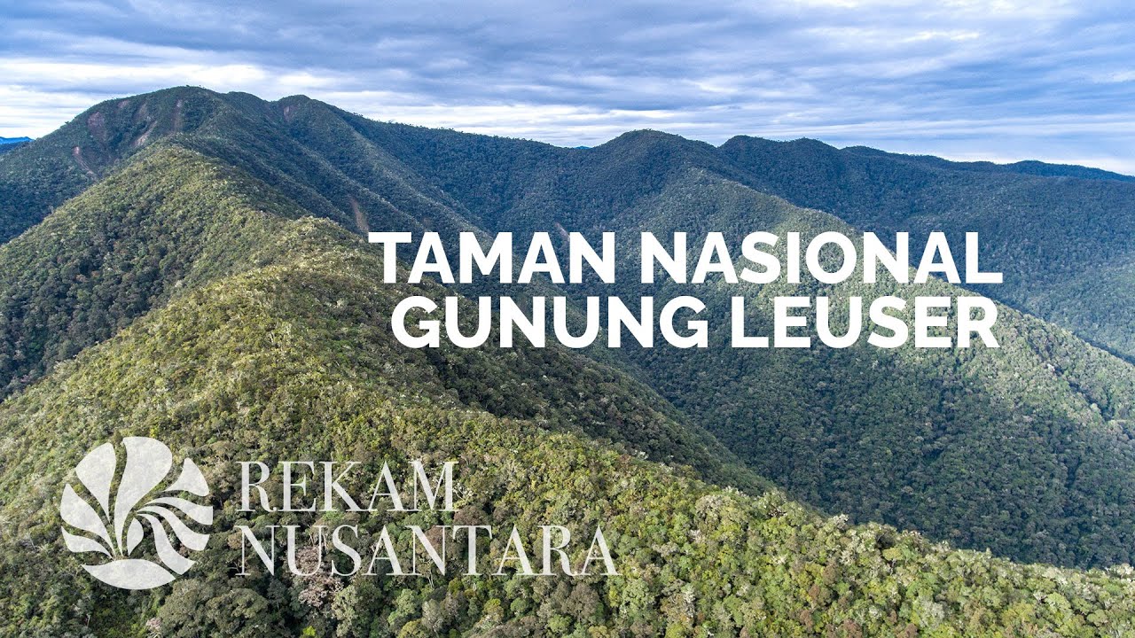 KLHK Dorong Angka Kelahiran 4 Satwa Prioritas di Taman Nasional Gunung Leuser