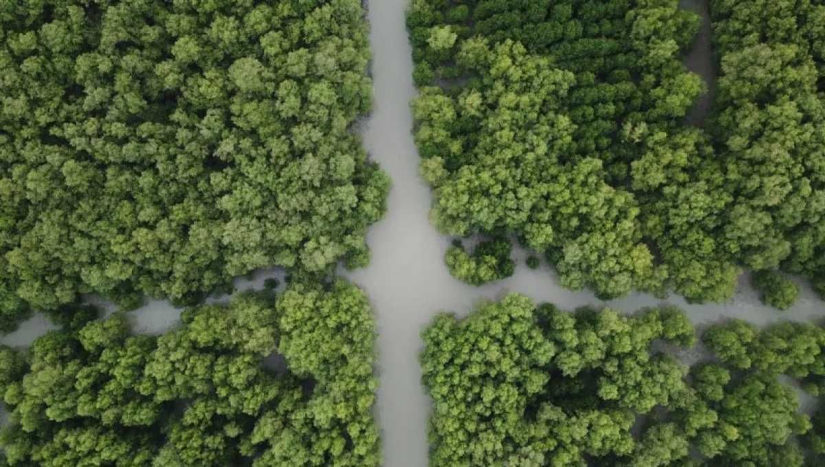 Di Kota Ini, Pembangunan Pesisir Berjalan Beriringan dengan Pelestarian Hutan Mangrove