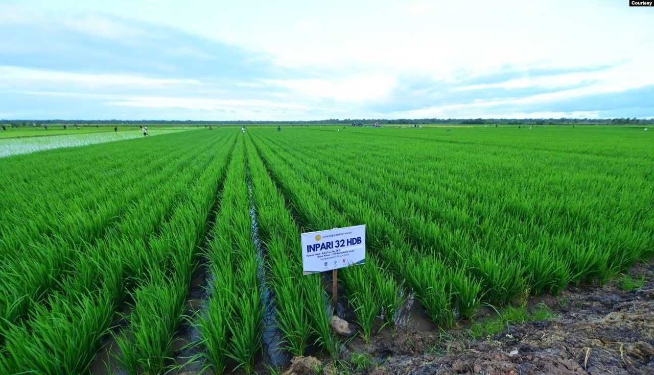 DPR: Turunnya Minat Generasi Muda Jadi Petani Mengancam Target Swasembada Pangan