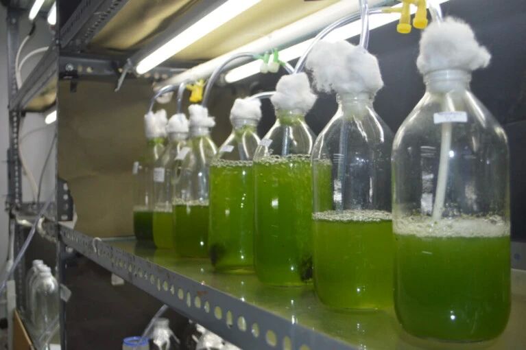 Mengubah Mikroalga Menjadi Biofuel: Energi Alternatif dan Terbarukan yang Menjanjikan
