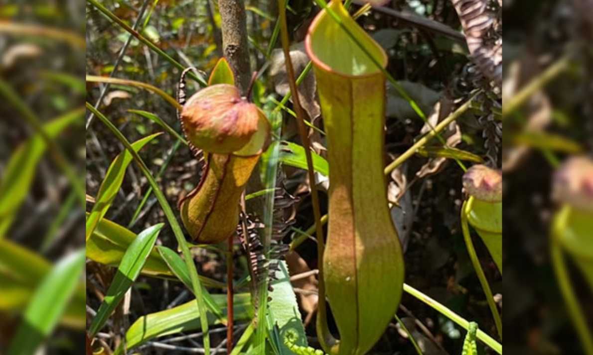 Jadi Pusat Persebaran Nepenthes Terbesar di Dunia, Indonesia Bisa Manfaatkan Potensinya Secara Berkelanjutan