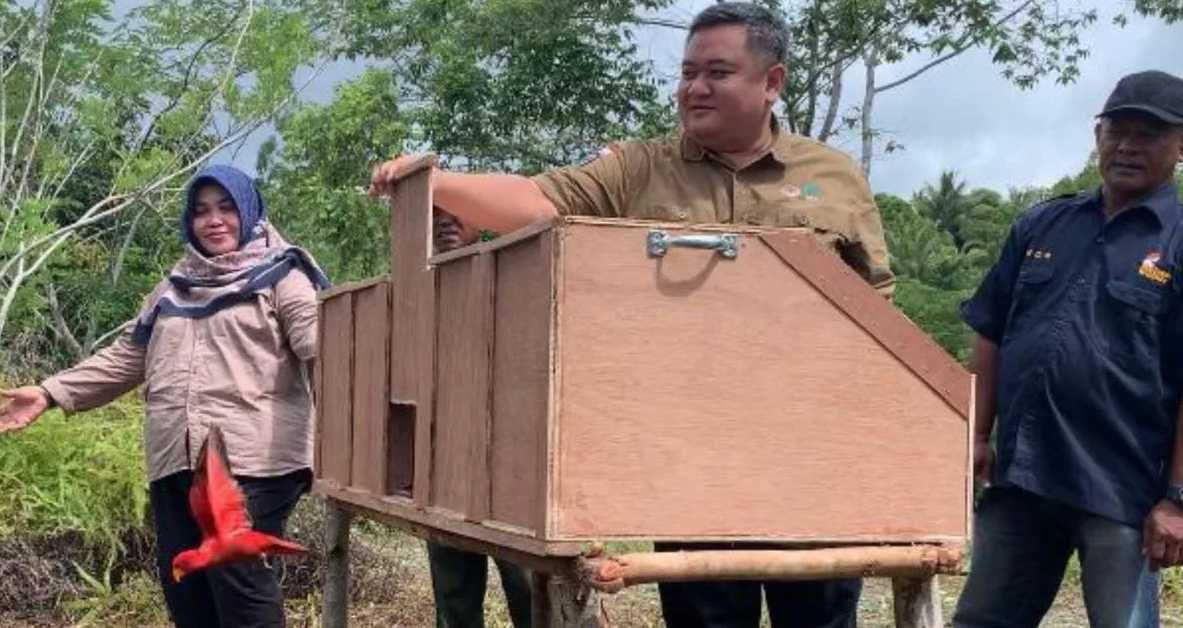 BKSDA Maluku Lepasliarkan Burung Nuri Sitaan Perdagangan Satwa Liar