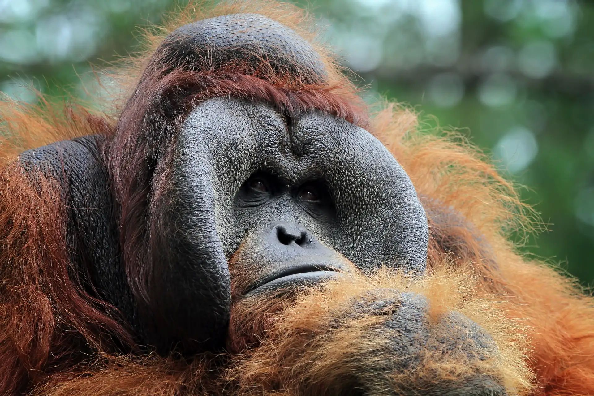 Orang Utan Tapanuli Terancam Punah, BRIN Rekomendasikan Jadi Prioritas Konservasi