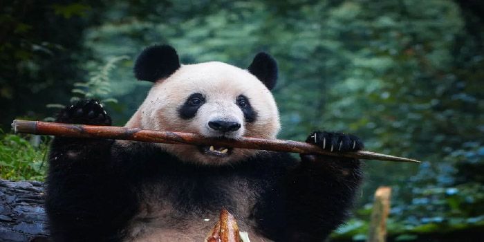 China Bangun Pusat Konservasi dan Penelitian Panda Raksasa Kelas Dunia
