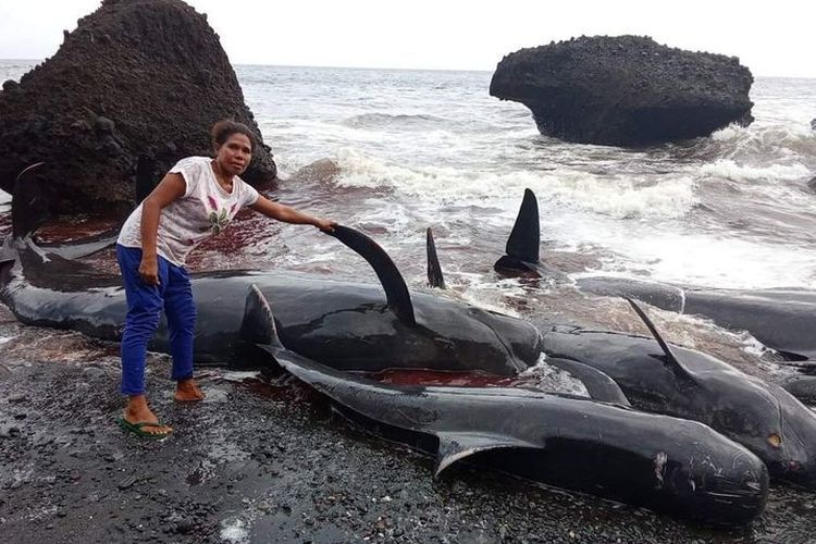 Puluhan Ikan Paus Pemandu Sirip Pendek Terdampar di Pantai: Bisa Jadi Pertanda Rusaknya Ekosistem