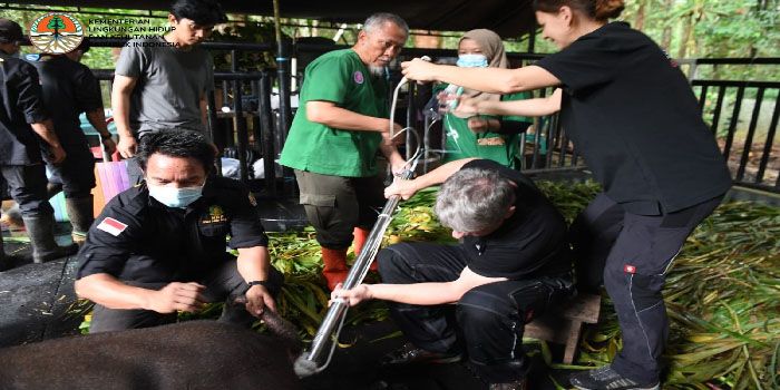 Teknologi Bayi Tabung, Cara KLHK Melestarikan Badak
