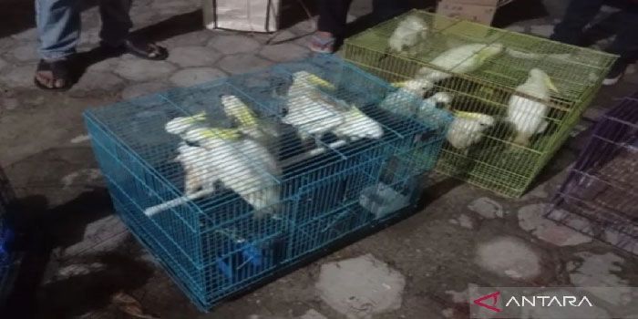 Marak Perburuan Satwa Liar, WWF Tunggu Langkah Konkret Pemerintah