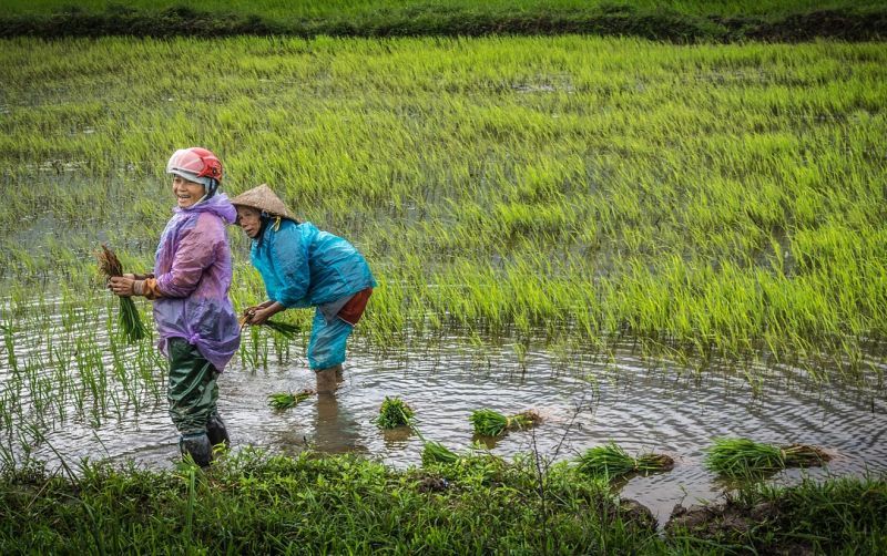 Perempuan Berperan Penting Membangun Ketahanan Pangan Tapi Masih Terpinggirkan di Sektor Pertanian