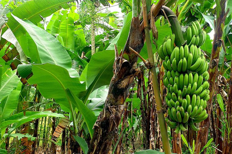 BRIN Dorong Pemuliaan Pisang Liar sebagai Pilar Ketahanan Pangan