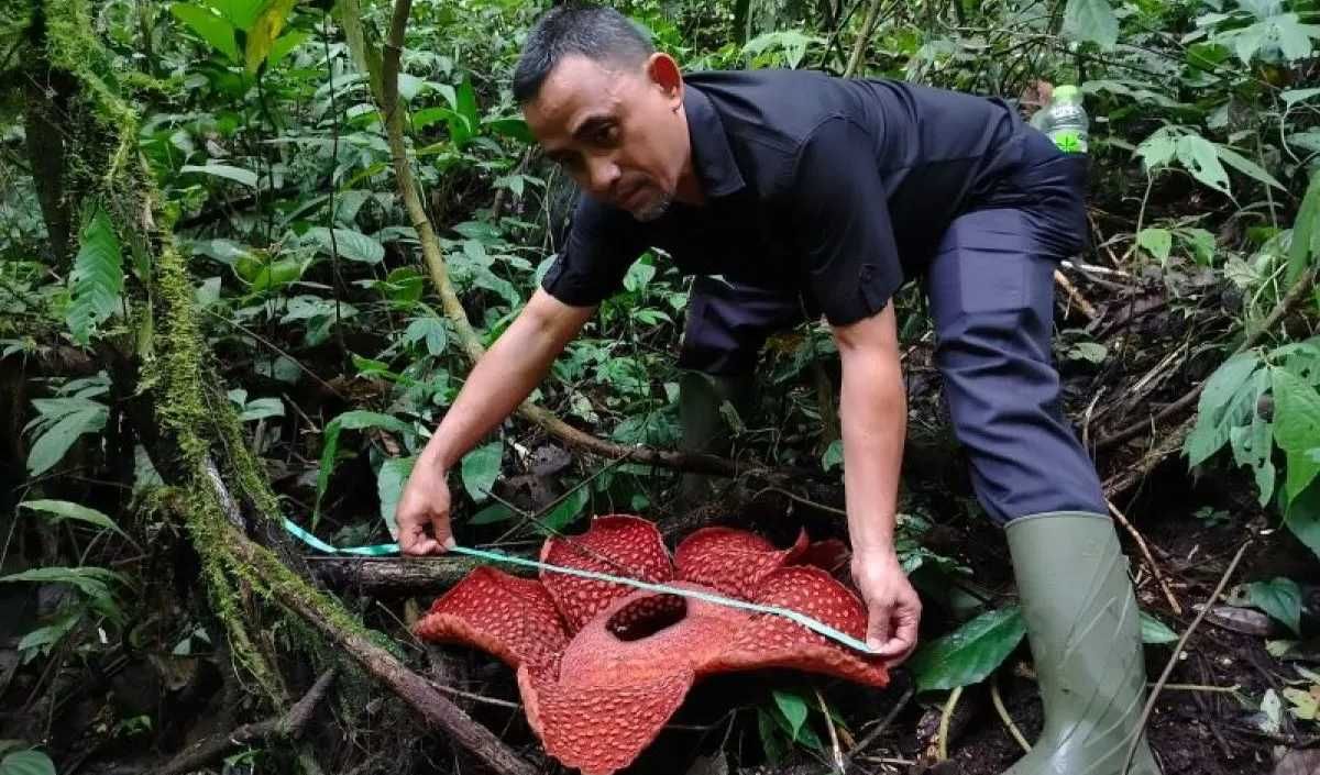 Deforestasi dan Perubahan Iklim Jadi Tantangan Nyata Konservasi Lingkungan